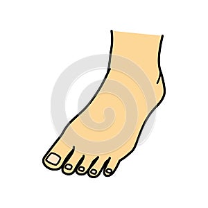 Bare foot, toe, instep, illustration photo